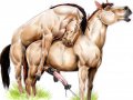 Yiffy Horse - Gay - Stallion 1.jpg